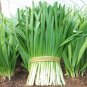 500 Garlic Chive Seeds for Planting