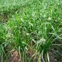 500 Garlic Chive Seeds for Planting