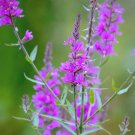 Purple Loosestrife (Lythrum salicaria) Seeds