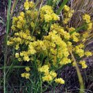 Wavyleaf Sea Lavender Seeds