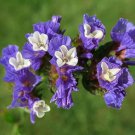 Blue Wavyleaf Sea Lavender Seeds