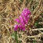 Wavyleaf Sea Lavender Seeds Purple Red Flowers