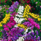 Wavyleaf Sea Lavender Seeds - Colorful Everlasting Flowers