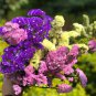 Wavyleaf Sea Lavender Seeds - Colorful Everlasting Flowers