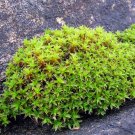 Twisted Moss Seeds - Syntrichia ruralis, Extreme Climate Adaptable Moss