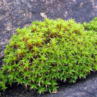 Twisted Moss Seeds - Syntrichia ruralis, Extreme Climate Adaptable Moss
