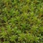 Twisted Moss Seeds - Syntrichia ruralis, Extreme Climate Adaptable Moss