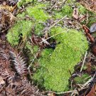 White Cushion Moss Seeds - Leucobryum glaucum, Pale Gray Moss, Goose-neck Seta