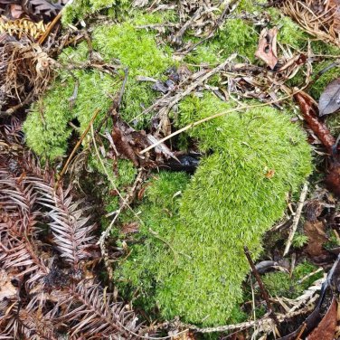 White Cushion Moss Seeds - Leucobryum glaucum, Pale Gray Moss, Goose-neck Seta