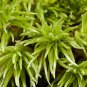 White Cushion Moss Seeds - Leucobryum glaucum, Pale Gray Moss, Goose-neck Seta