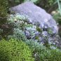 Silver Moss Seeds - Fast-Reviving & Low-Maintenance