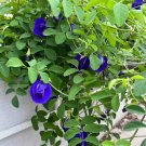 Butterfly Pea Seeds (Clitoria ternatea) – Blue Flowering