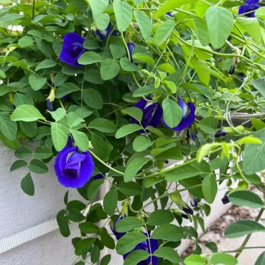 Butterfly Pea Seeds (Clitoria ternatea) &acirc;�� Blue Flowering