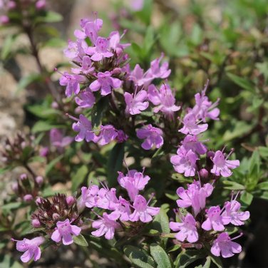 Mongolian Thyme Seeds