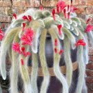 Monkey Tail Cactus Seeds Rare Hanging Succulent