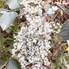 Chinese Sumac Seeds (Rhus chinensis)