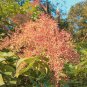 Chinese Sumac Seeds (Rhus chinensis)