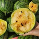 Rainbow Gift F1 Watermelon Seeds