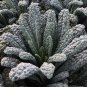 Lacinato Kale Seeds
