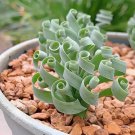 Broad-leaved Albuca (Albuca Concordiana) Seeds