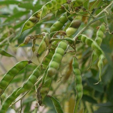 Pigeon Pea Seeds
