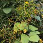Pigeon Pea Seeds