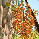 Jelly Palm Seeds (Butia odorata)
