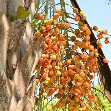 Jelly Palm Seeds (Butia odorata)