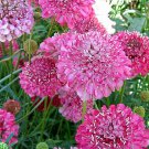 Purple-red Pincushion Flower Seeds