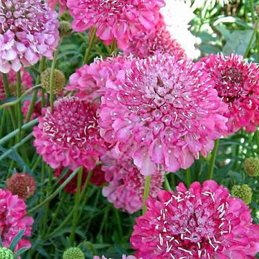 Purple-red Pincushion Flower Seeds