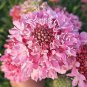 Purple-red Pincushion Flower Seeds