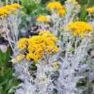 Silver Ragwort (Jacobaea maritima) Seeds