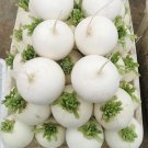 Large Round White Radish F1 Seeds