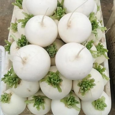Large Round White Radish F1 Seeds