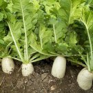 White Jade Radish Seeds F1 - Long Crisp Roots