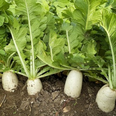 White Jade Radish Seeds F1 - Long Crisp Roots
