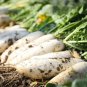 White Jade Radish Seeds F1 - Long Crisp Roots