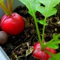 Red Cherry Radish Seeds - Fast Growing