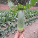 Chinese Radish Seeds - Fast Growing