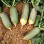 Chinese Radish Seeds - Fast Growing