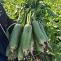 Chinese Radish Seeds - Fast Growing