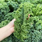 Curly Kale Seeds - Dutch Variety, Pinnate Dark Green Leaves