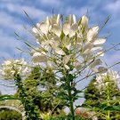 White Spider Flower Seeds
