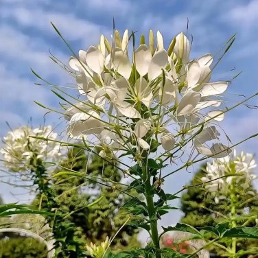 White Spider Flower Seeds