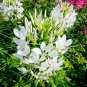 White Spider Flower Seeds