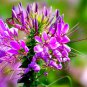 Spider Flower Seeds - Purple Butterfly