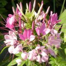 Spider Flower Seeds - Fast-Growing, Butterfly-Like Pink Blooms