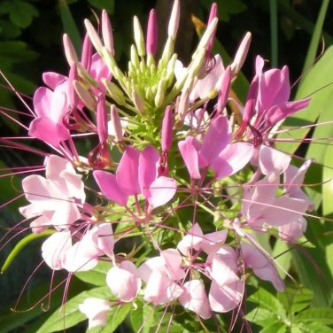 Spider Flower Seeds - Fast-Growing, Butterfly-Like Pink Blooms