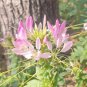 Spider Flower Seeds - Fast-Growing, Butterfly-Like Pink Blooms