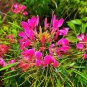 Spider Flower (Cleome houtteana) Seeds - Butterfly-like Rose-Red Blooms